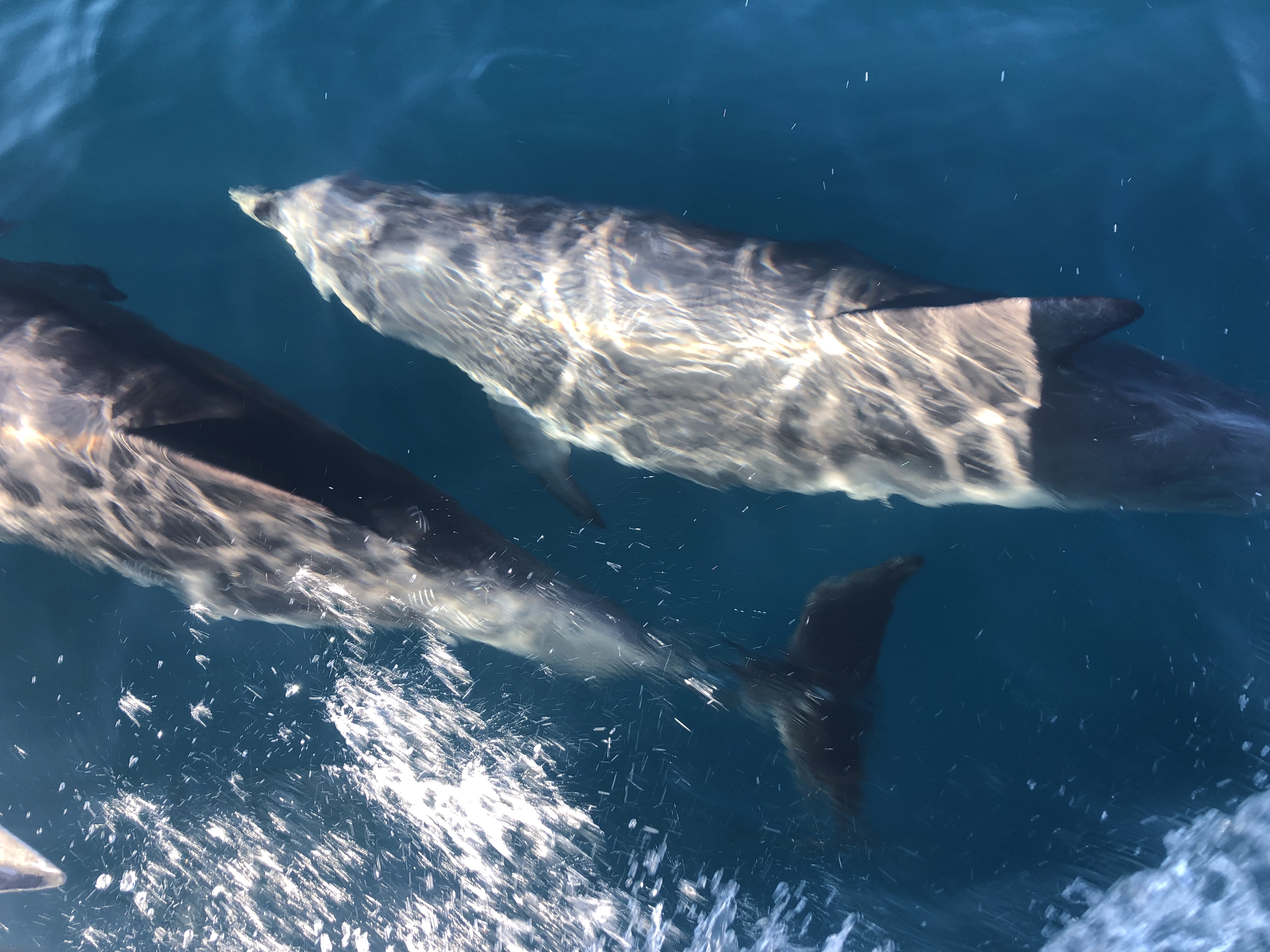 Zeilen varen vertrekken wereld rond reizen boot keven portugal lissabon anker bezoeken vrienden zwemmen dolfijnen